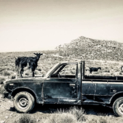 Chèvre perchée sur le capot d’un vieux pickup dans un paysage aride et montagneux de Crète, capturant un instant unique de la vie rurale.