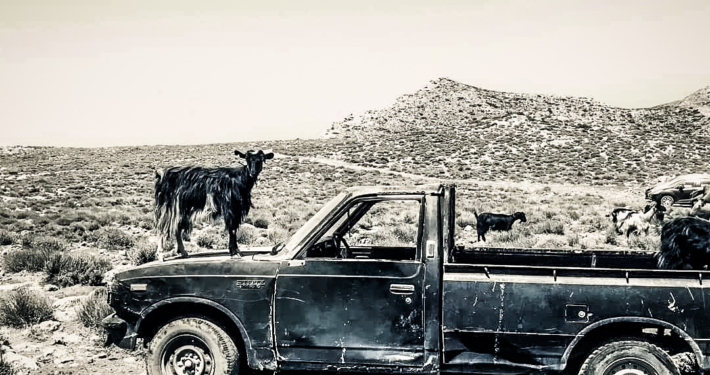 Chèvre perchée sur le capot d’un vieux pickup dans un paysage aride et montagneux de Crète, capturant un instant unique de la vie rurale.